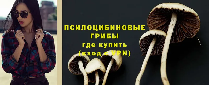 kraken   купить  сайты  Бокситогорск  Псилоцибиновые грибы MAGIC MUSHROOMS 